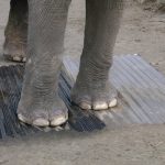 Elephant sheets