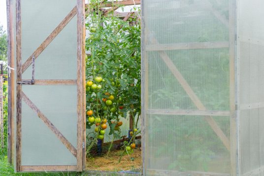 
                                                            Grid film on greenhouse
                                                    